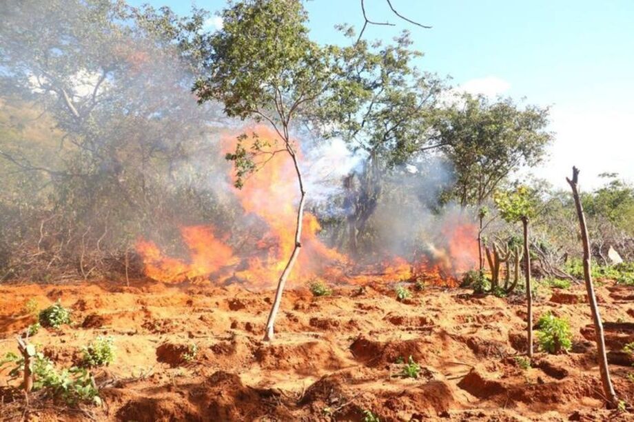 O País nunca deixou de produzir maconha em seu próprio território