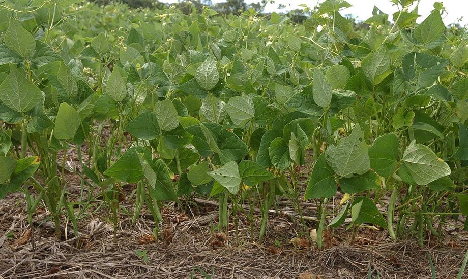 O estudo destaca que entre as duas últimas safras é observada uma redução significativa na área destinada ao plantio de arroz.