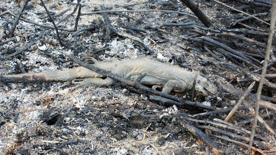 Bombeiros têm encontrado animais carbonizados na área atingida pelo fogo