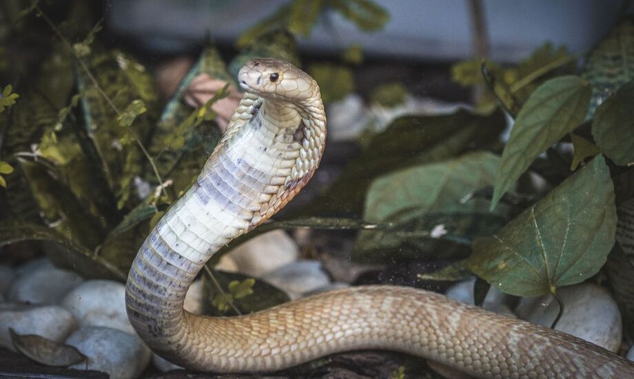 A naja, por sua vez, foi encontrada dentro de uma caixa perto de um shopping na região central de Brasília.