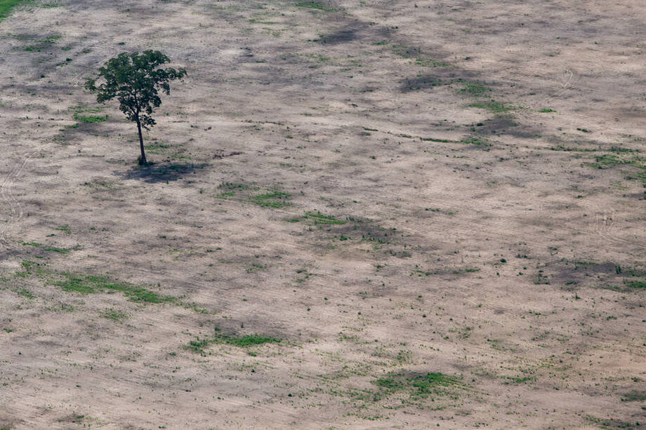 Amazonia sofre com desmatamento feito para o avanço da pecuária, da agricultura e também dos projetos de mineração
