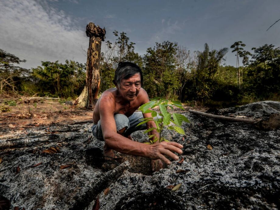 Em uma reserva indígena, o cacique Domingo Tenharin planta um pé de ipê numa área queimada