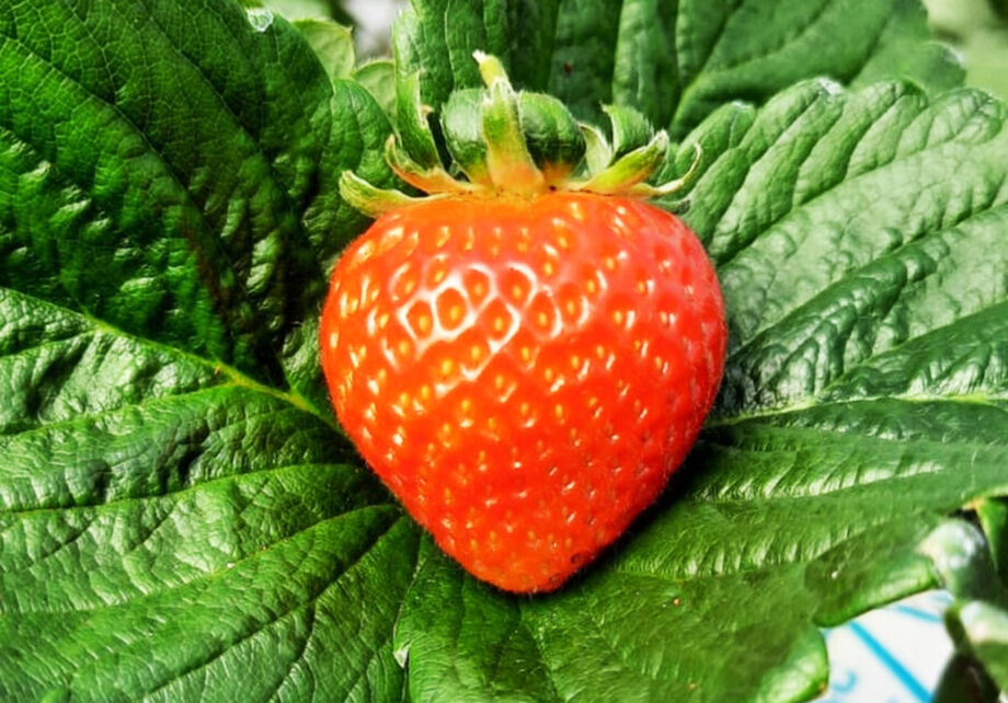 Propriedade vai produzir 8 toneladas de morango