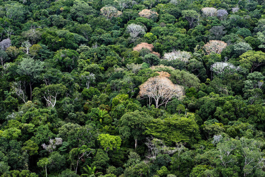 ara o BID, a América Latina tem um 'DNA verde importante' que não está sendo bem aproveitado