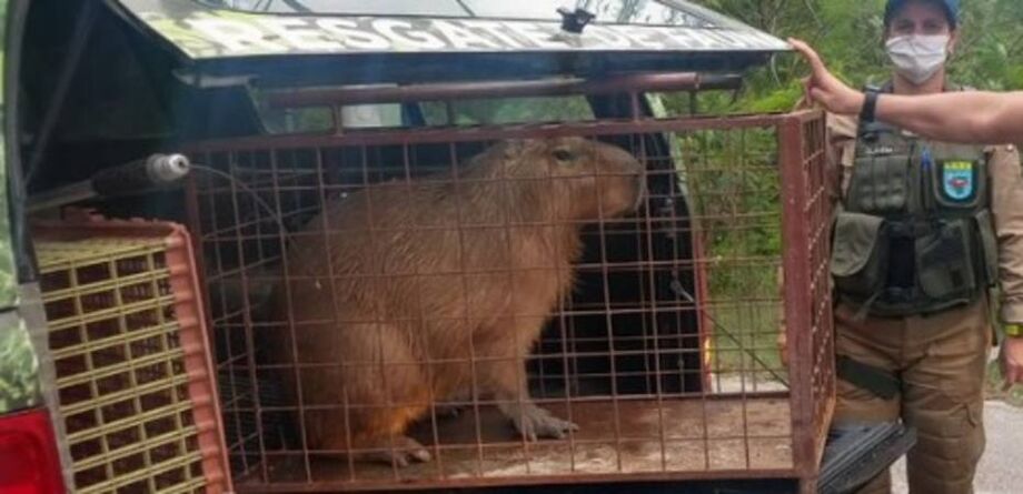 Capivara foi libertada na Barra da Tijuca