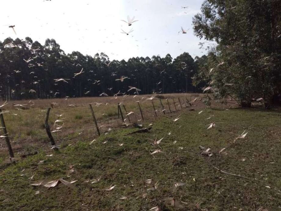 Governo argentino recebeu alerta sobre uma quarta onda de gafanhotos no País.