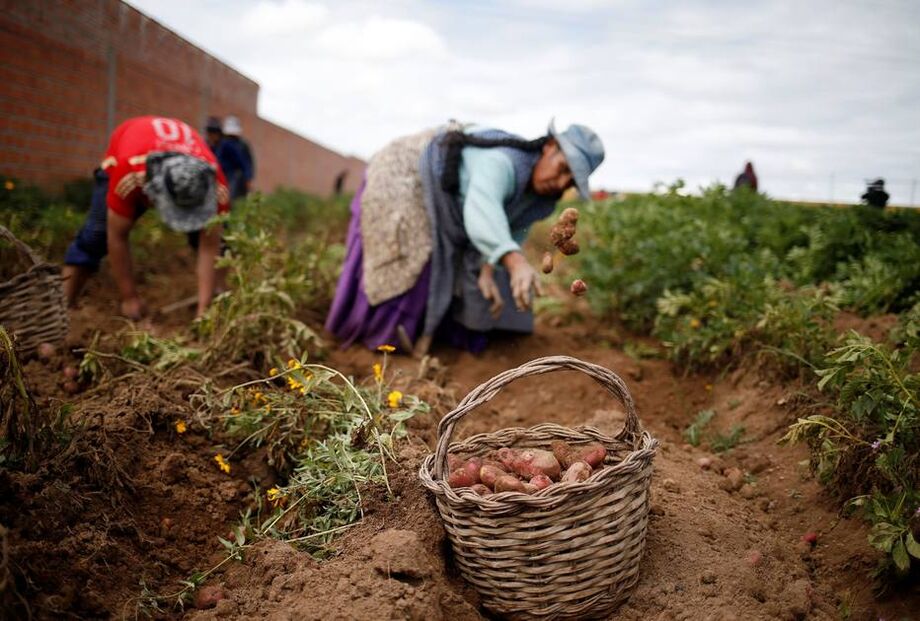 As cerca de 200 mil famílias que cultivam café no Peru também foram impactadas. Em alguns casos, o grão estragou na árvore.