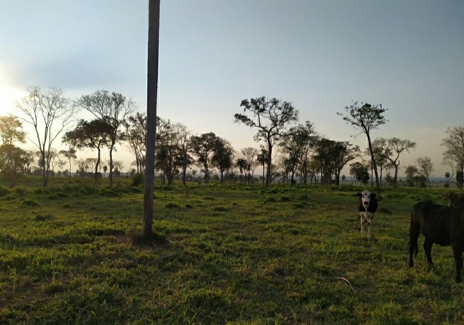 A área já estava com plantio de pastagem e criação de gado bovino