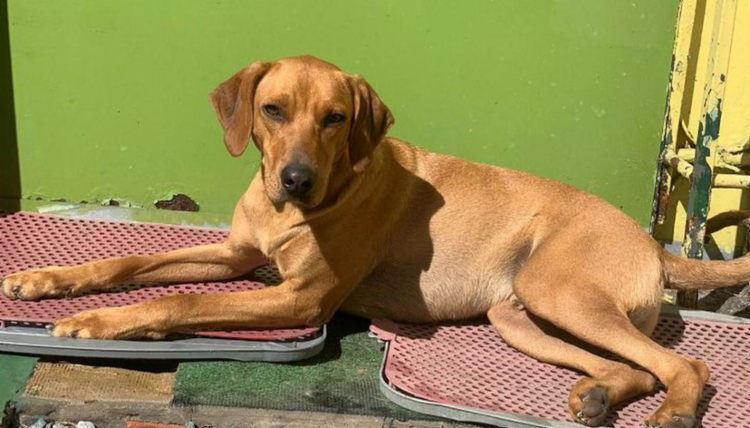 Cerca de 150 animais ainda estão disponíveis para adoção virtual