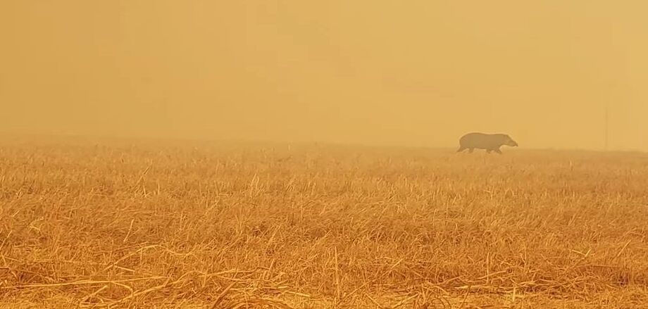 Os incêndios florestais em várias direções e em proporções nunca registradas consomem milhares de hectares nas regiões de Corumbá, Miranda e Aquidauana, devido à estiagem e atos criminosos