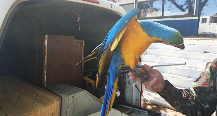 Em média, cinco animais são capturados por dia pela PMA. Uma grande parte deles são aves feridas por linha de pipa