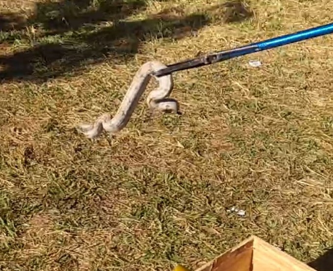 , a 313 quilômetros de Campo Grande, Jiboia capturada pela PMA em condomínio de Três Lagoas, a 313 quilômetros de Campo Grande, foi solta em área de mata.