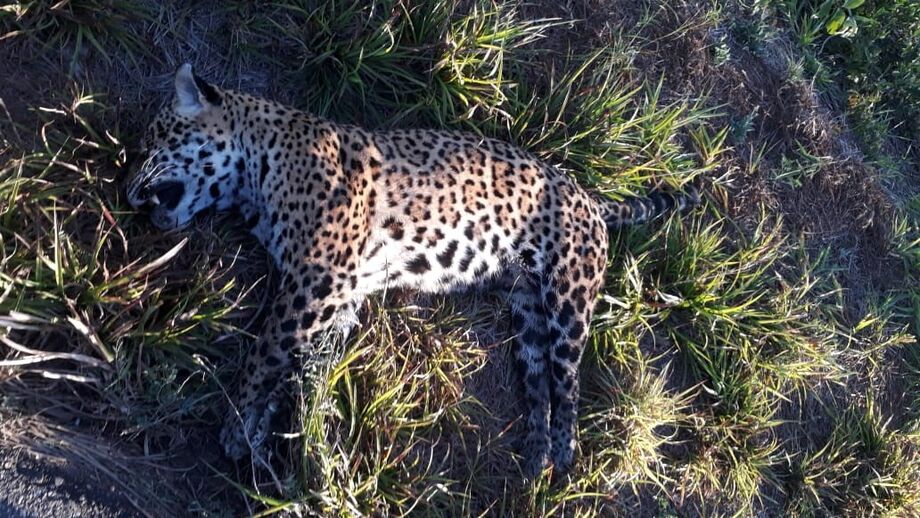 Onça-pintada morreu ao ser atropelada na MS-339