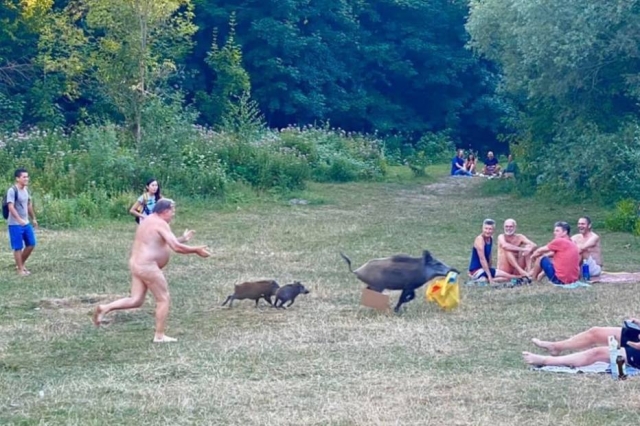 O nudista estava tomando sol em um lago em Berlim quando foi surpreendido com um javali roubando seu notebook