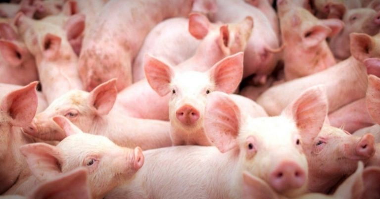 Pordução dse suínos também cresceu em MS