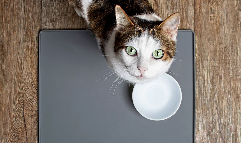 Aos gatos de apetite caprichoso, é importante oferecer um alimento de alta qualidade que seja palatável e ter paciência para condicionar o pet