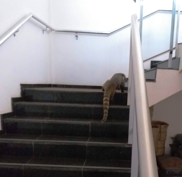 Quati foi encontrado recentemente subindo as escadas que dão acesso ao saguão do edifício-sede do Tribunal Regional do Trabalho da 24ª Região (TRT-MS)