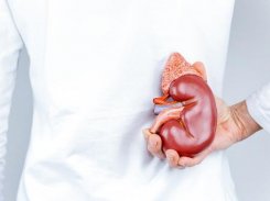 Os rins são os órgãos responsáveis por eliminar as impurezas e substâncias tóxicas do sangue, equilibrar a quantidade de sais e potássio no organismo, regular a pressão arterial, além de produzir hormônios como, por exemplo, a eritropoietina