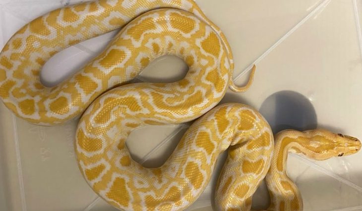 Das serpentes entregues por criadores ao Cras, cinco eram da espécie Corn Snake, a “cobra-do-milho”