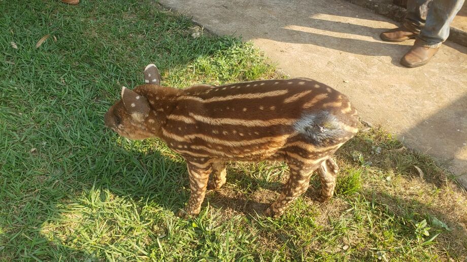 Agentes da Policia Militar Ambiental de Campo Grande socorreram hoje (14) pela manhã um filhote de anta ferido