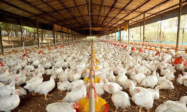 Embora a China não deva anunciar embargo à carne do Brasil, seu principal fornecedor de proteína animal, a divulgação já prejudicou o produto nacional.