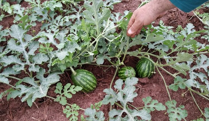 Preocupados com a queda de 40% na produção de melancia em Eldorado, agricultores familiares da cidade procuraram ajuda da Agraer  para driblar as dificuldades do cultivo da fruta e alavancar a produção