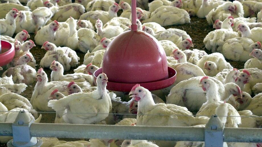 Reunião foi para obter detalhes sobre a suposta detecção do vírus da covid-19 em carne de frango brasileiro