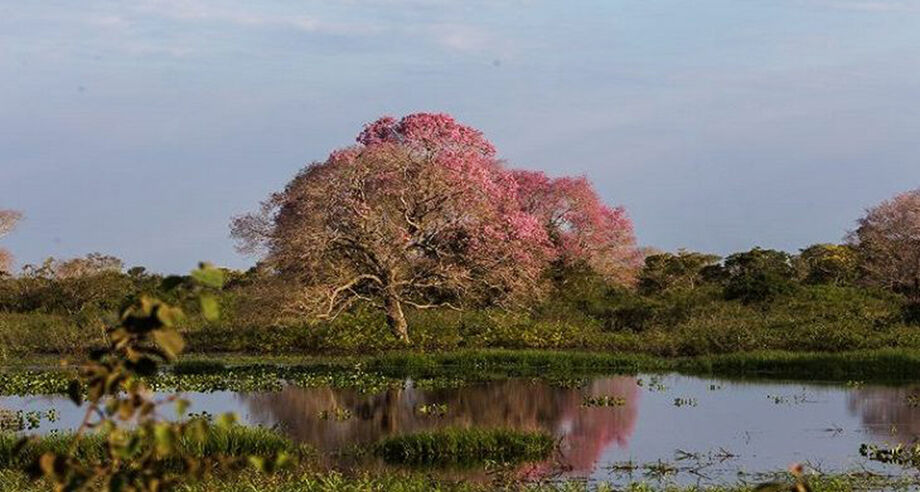 Segundo Cristina Moreira, presidente da Associação Visit Pantanal que representa empresários das pousadas pantaneiras de Miranda, Aquidauana e Corumbá as notícias divulgadas não explicam sobre as regiões pantaneiras e geram confusão.