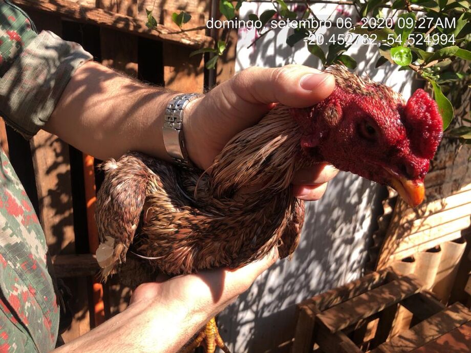 No momento da chegada, os agentes verificaram que os animais eram mantidos em gaiolas de madeira e algumas extremamente apertadas
