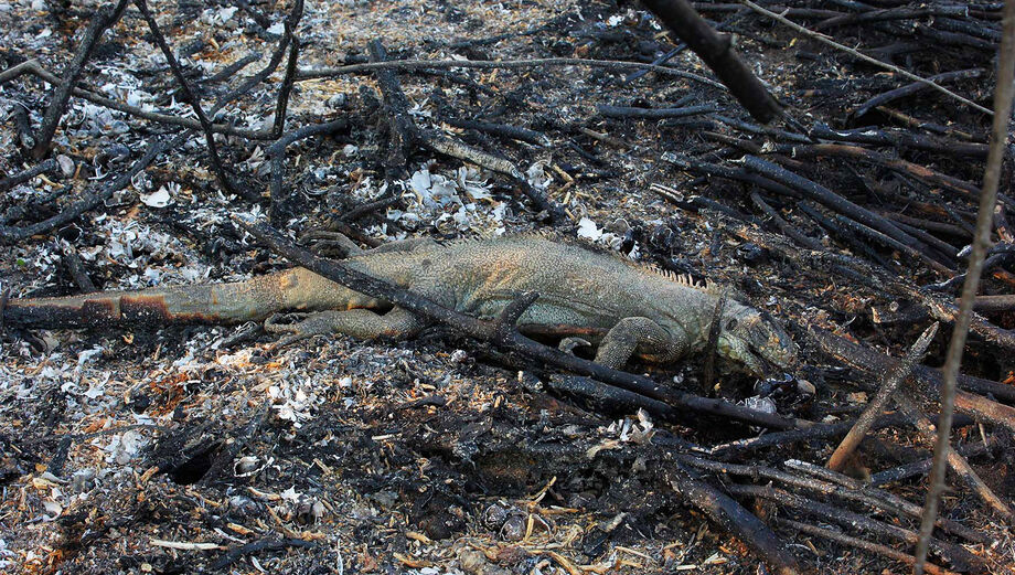 Animais estão morrendo no local