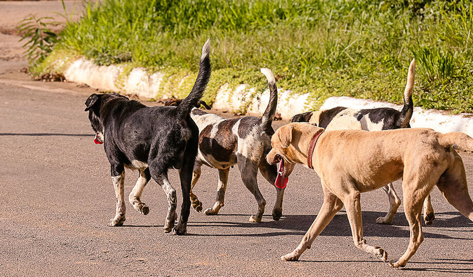 A idéia do UPA-VET é garantir um atendimento para a saúde e bem-estar dos cães e gatos do município de Campo Grande