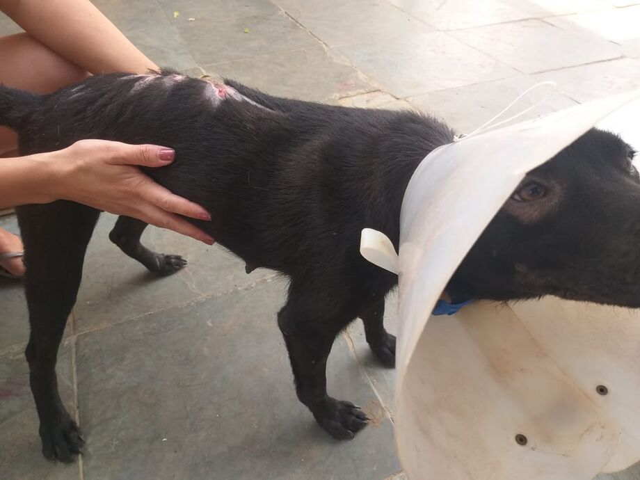 O cachorrinho foi aprendido e deixado sob os cuidados da sobrinha do infrator