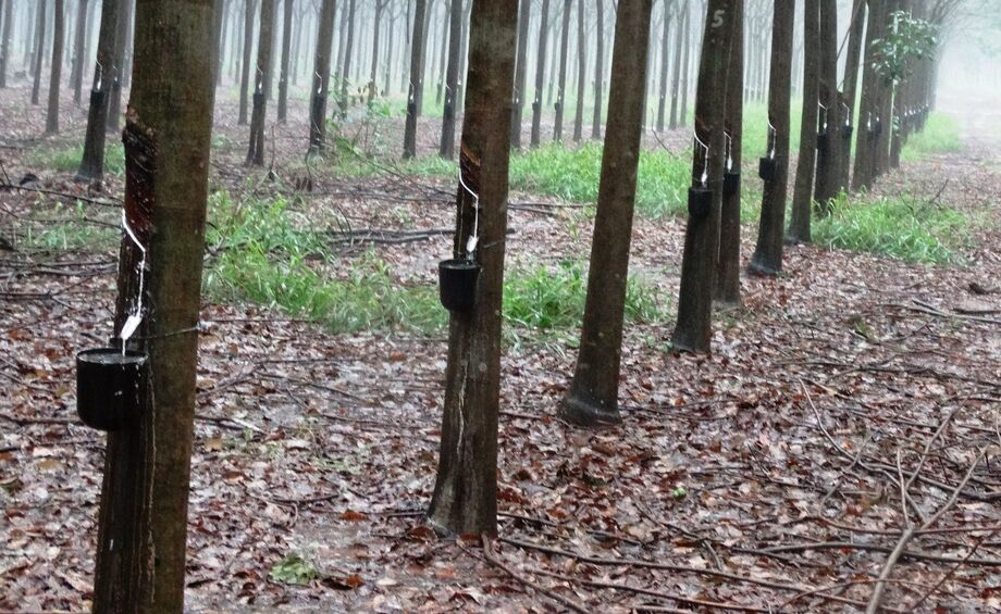 MS tem mais de 22 mil ha plantados com seringueiras