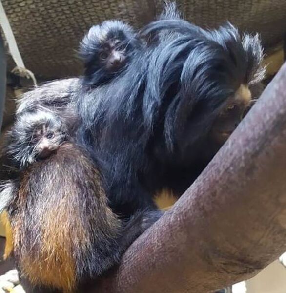 Ameaçados de extinção, dois filhotes de mico-leão-preto nasceram na Fundação Parque Zoológico de São Paulo