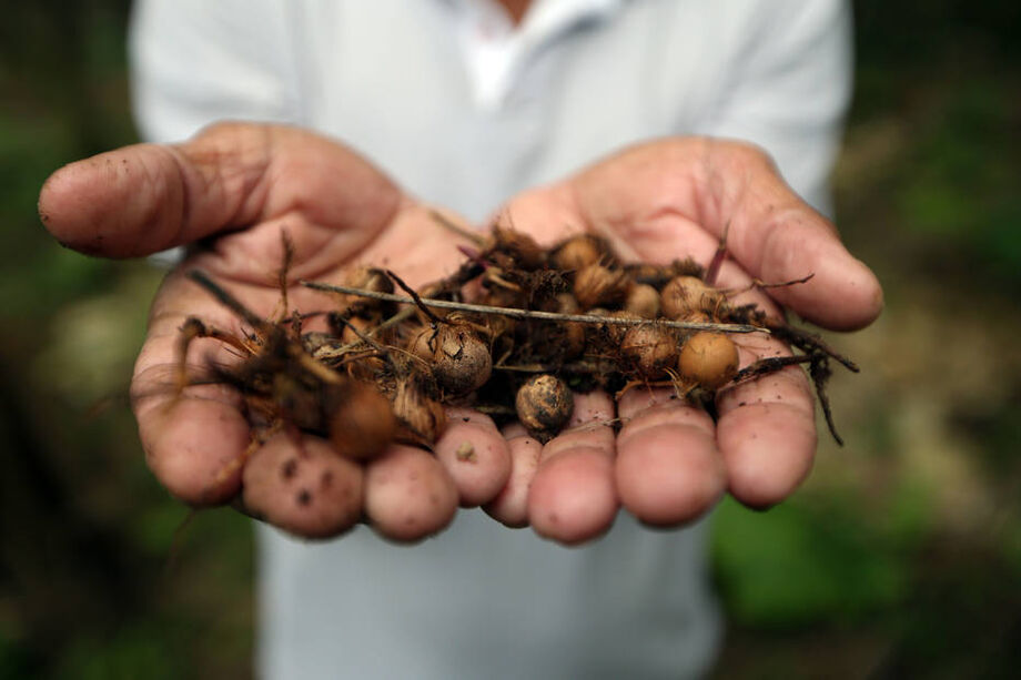 Povos tradicionais, os quilombolas retiram seu sustento do Cerrado