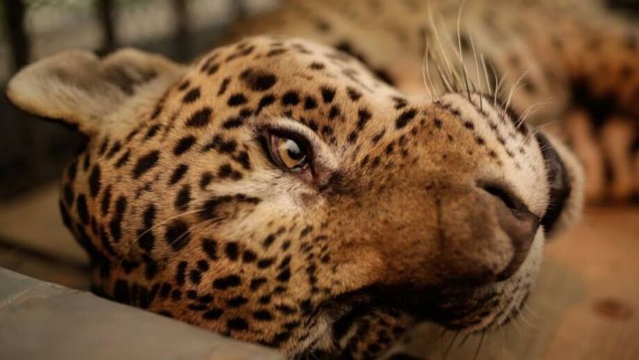 Alguns dos animais símbolos da região, como a onça-pintada, estão acuados pelo fogo.