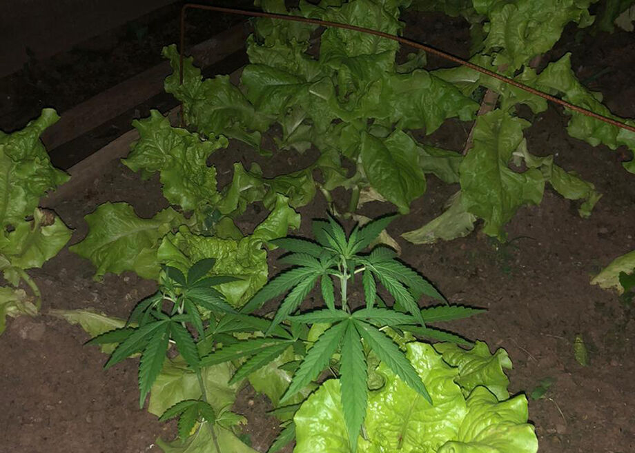 Já no fundo da casa, era mantida uma horta com vários pés de maconha em meio às hortaliças, além de mudas da mesma droga prontas para o plantio