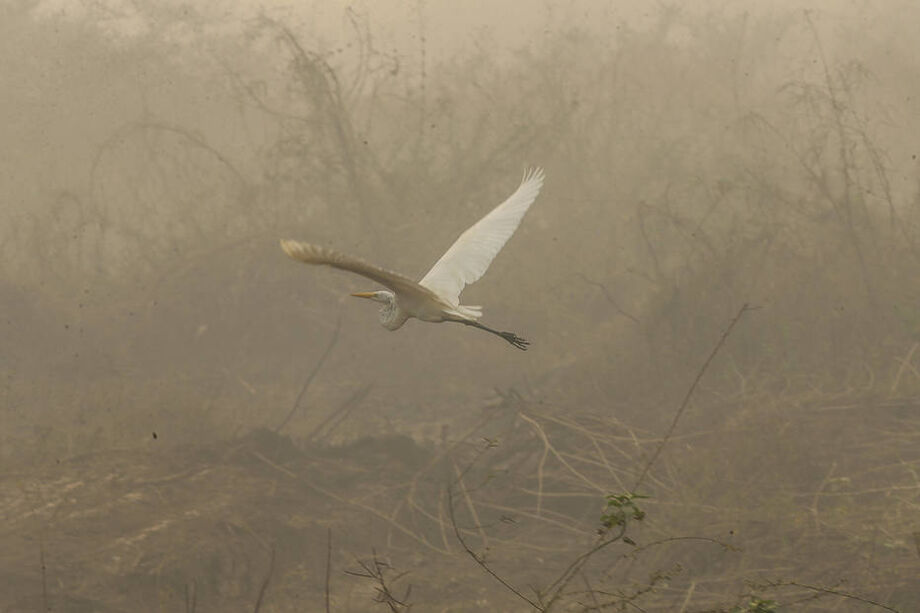 Animais não encontram refúgio em meio às queimadas no Pantanal