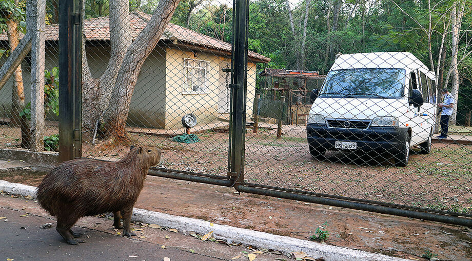 Incêndios: Animais atingidos serão atendidos pelas unidades do CRAS