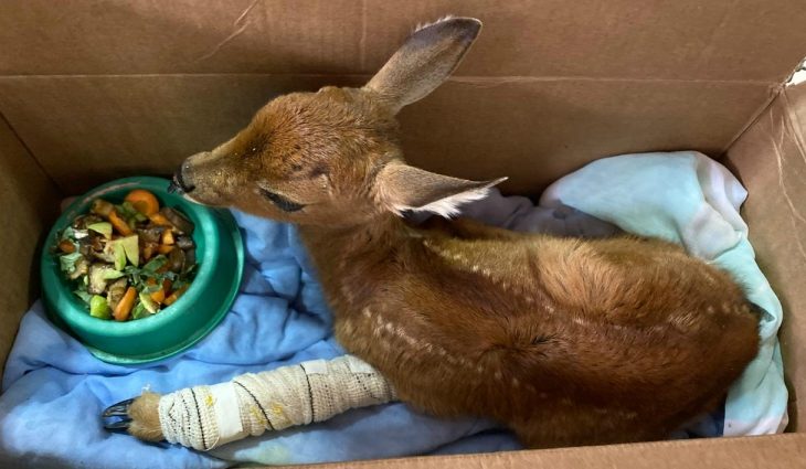 Outros animais estão a caminho do CRAS da Capital