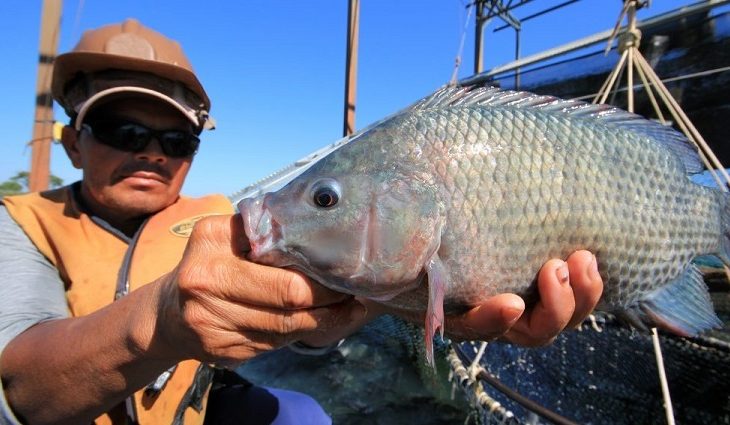 Criação de Tilapia