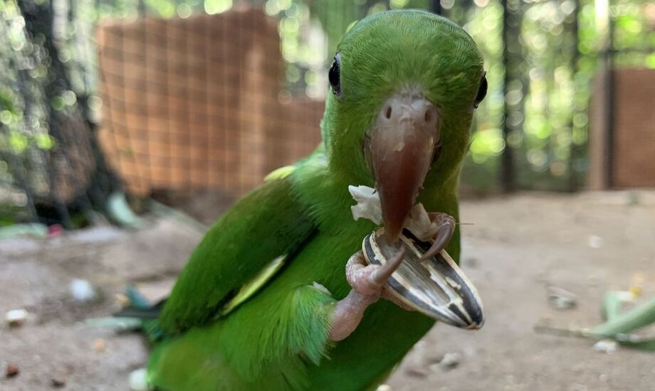 Operação em Minas mira tráfico de aves, répteis e mamíferos silvestres