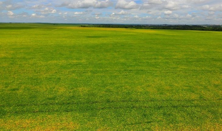 O período conhecido como vazio sanitário da soja – que corresponde aos 90 dias em que o cultivo do grão é proibido - terminou nesta terça-feira, dia 15 de setembro.