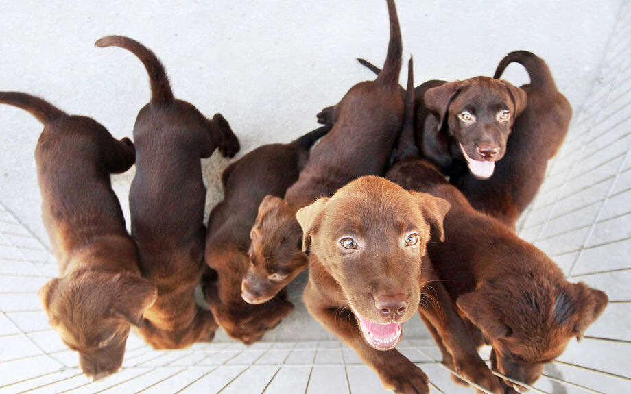 A lei também veda a venda de animais domésticos de pequeno porte: cães e gatos nas vias de circulação ou em qualquer ambiente público fora de estabelecimento comercial