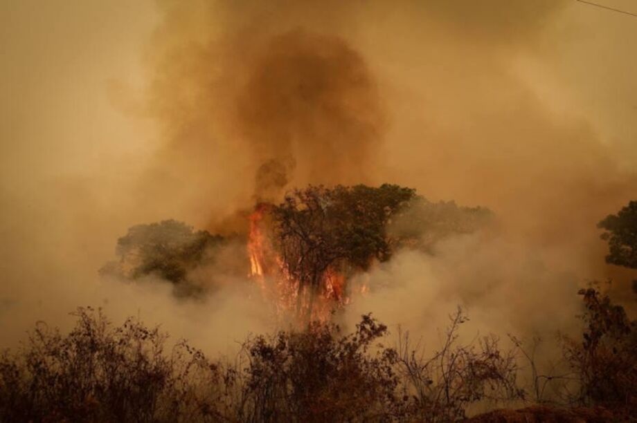 Pantanal enfrenta a maior série de queimadas das últimas duas décadas, segundo dados do Instituto Nacional de Pesquisas Espaciais (Inpe)