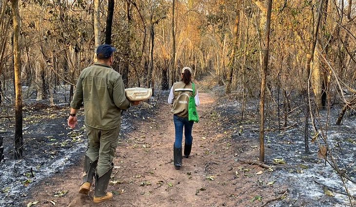 O Governo do Estado está apoiando o levantamento do impacto dos incêndios na biodiversidade visando programas de restauração