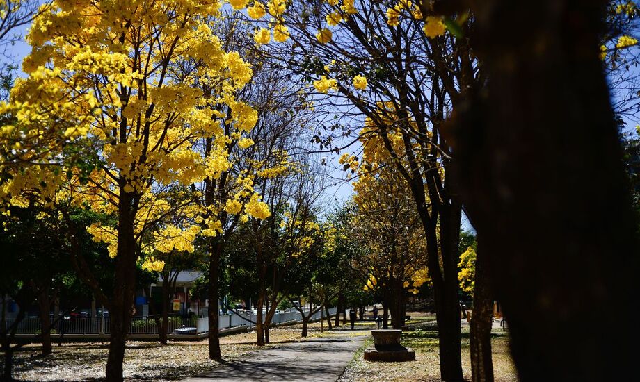 A estação das flores termina no dia 21 de dezembro