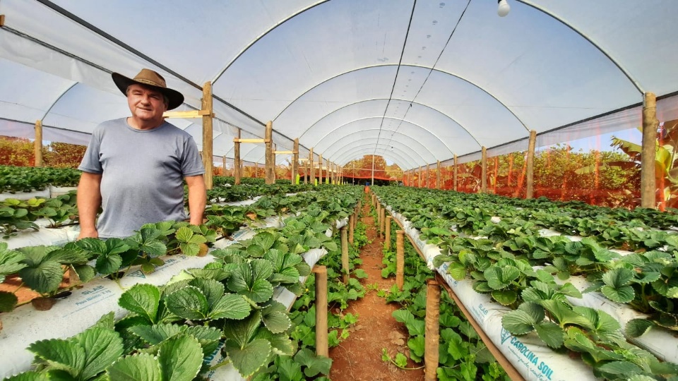 Delmir produz morangos em pequena propriedade de Ribas