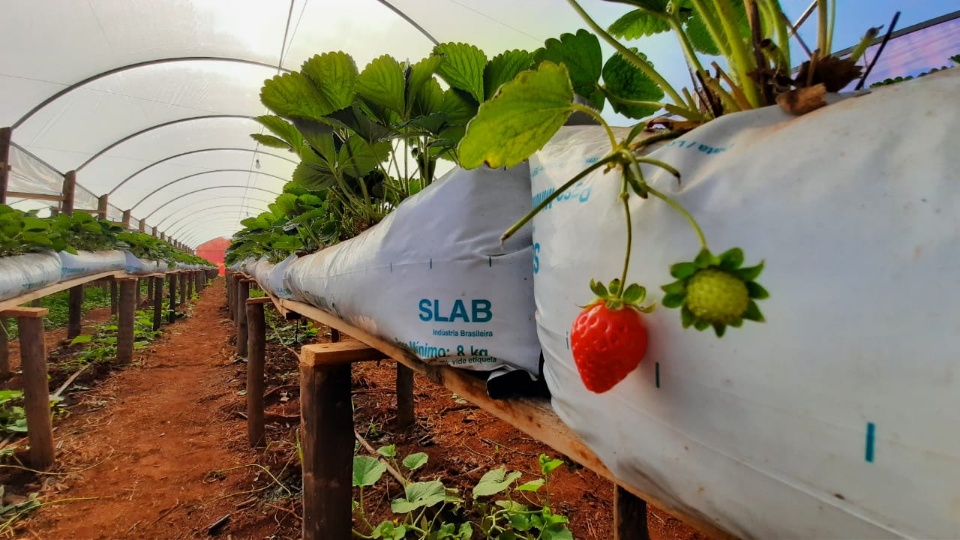Fruta típica de clima frio é produzida em estufas