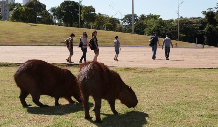 Doença é transmitida pela picada do carrapato-estrela, cuja capivara é o principal hospedeiro